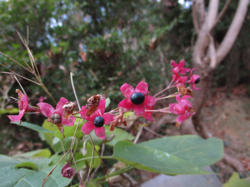 �����̗l�q(�ʐ^)