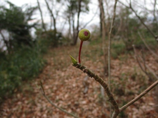 �����̗l�q(�ʐ^)