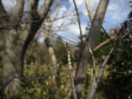 �����̗l�q(�ʐ^)