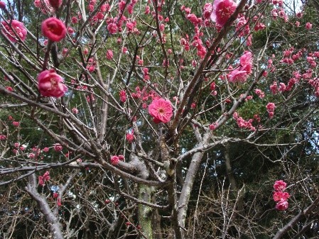 �����̗l�q(�ʐ^)