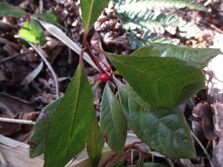 �����̗l�q(�ʐ^)