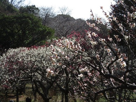 �����̗l�q(�ʐ^)