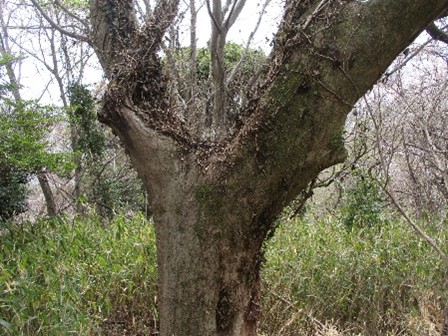 �����̗l�q(�ʐ^)