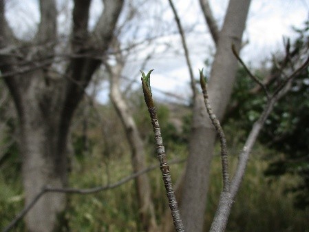 �����̗l�q(�ʐ^)