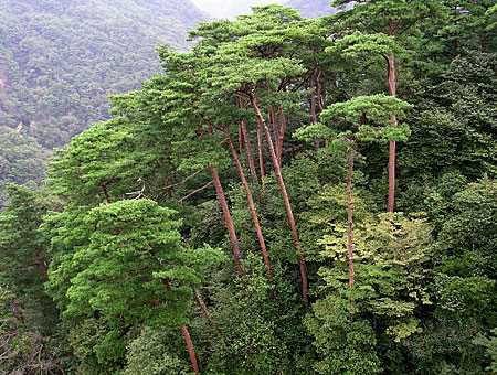 山採り　アカマツ 山採り赤松 大品盆栽 樹齢100年の一点物盆栽を販売｜盆栽妙 – 盆栽妙 本店