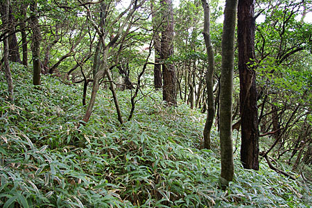 アカマツ－モツツツジ群集：みどころ2 【六甲山系植生電子図鑑】