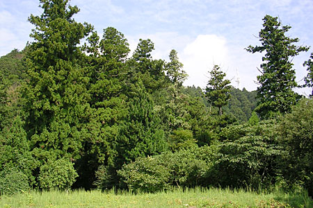 スギ－ヒノキ群落：みどころ2 【六甲山系植生電子図鑑】