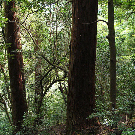 スギ－ヒノキ群落：みどころ2 【六甲山系植生電子図鑑】