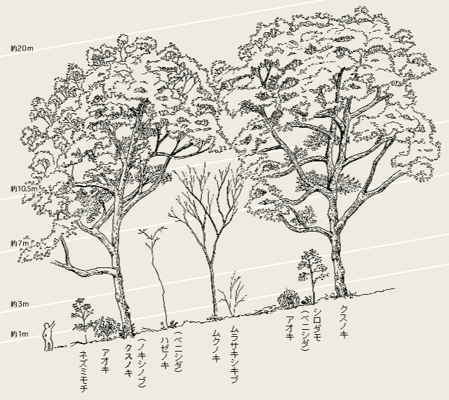 �}�F��g���ƊK�w�\��