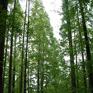 �ʐ^�F�ЂƂ��Ɖ��