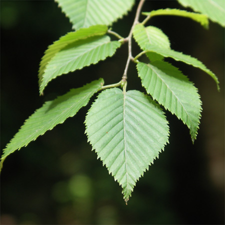 六甲山系植生電子図鑑