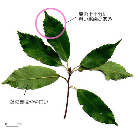 アラカシ 【六甲山系植生電子図鑑】