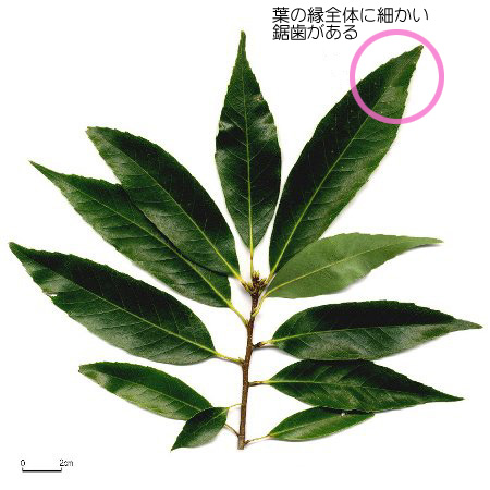 大人の上質  シラカシ 【六甲山系植生電子図鑑】 その他