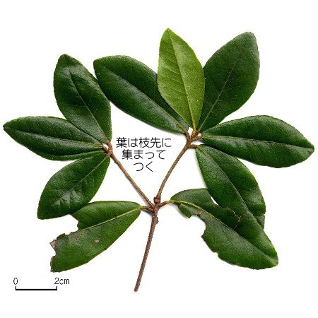 ウバメガシ 【六甲山系植生電子図鑑】