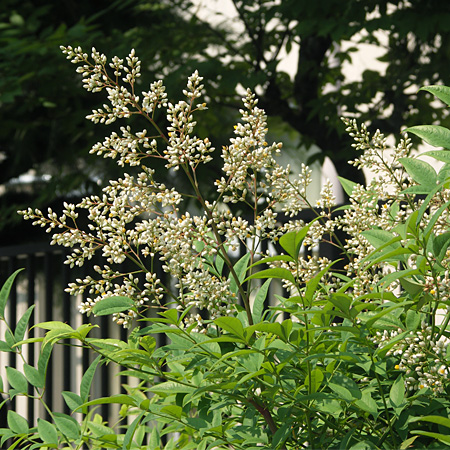ナンテン 六甲山系植生電子図鑑