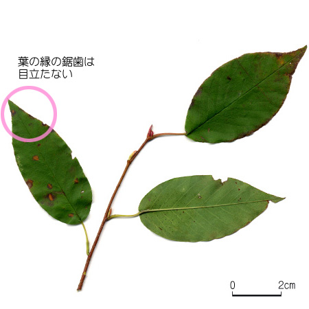 ザイフリボク 【六甲山系植生電子図鑑】