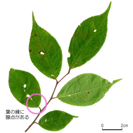 ウワミズザクラ 【六甲山系植生電子図鑑】