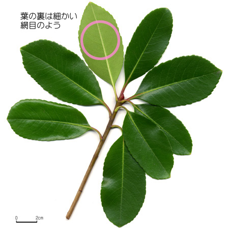シャリンバイ 六甲山系植生電子図鑑