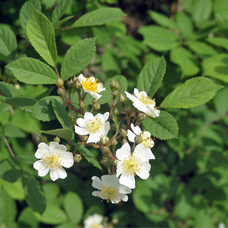 ノイバラ 六甲山系植生電子図鑑