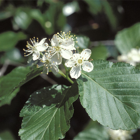 アズキナシ 【六甲山系植生電子図鑑】