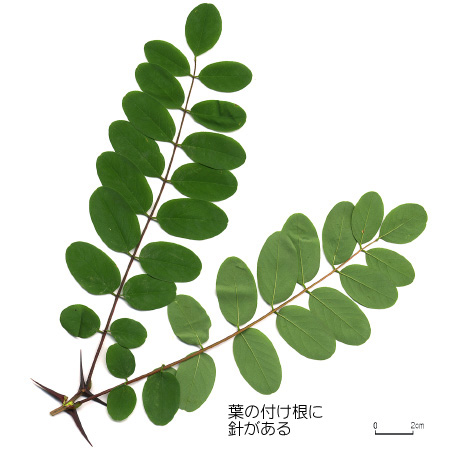 ニセアカシア 【六甲山系植生電子図鑑】