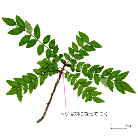 サンショウ 六甲山系植生電子図鑑