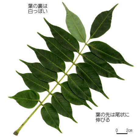 ハゼ 六甲山系植生電子図鑑