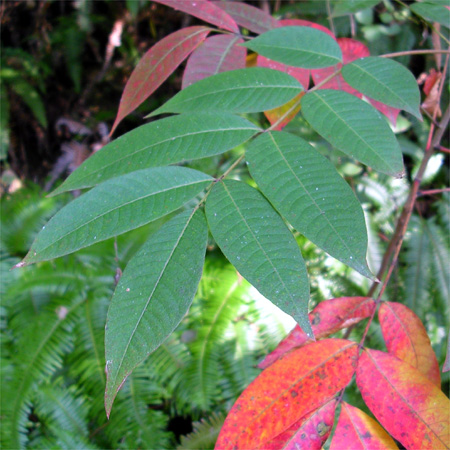 ヤマハゼ 六甲山系植生電子図鑑