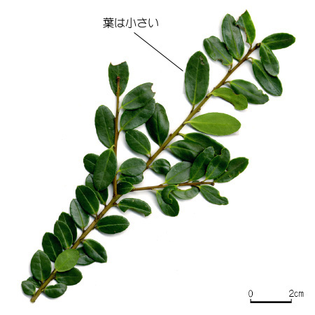 根付 蟹 木製(イヌツゲ)