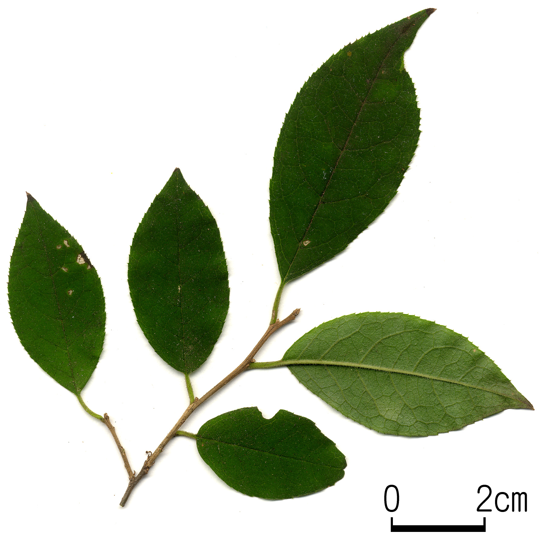 ウメモドキ 六甲山系植生電子図鑑
