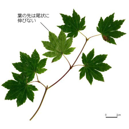 最新人気 柳緑花紅。コハウチワカエデ。 （柳緑花紅 遠州流茶道） – 落葉樹