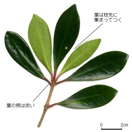 モッコク 六甲山系植生電子図鑑 モッコク 六甲山系植生電子図鑑