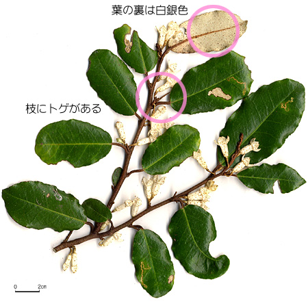 ナワシログミ【六甲山系植生電子図鑑】