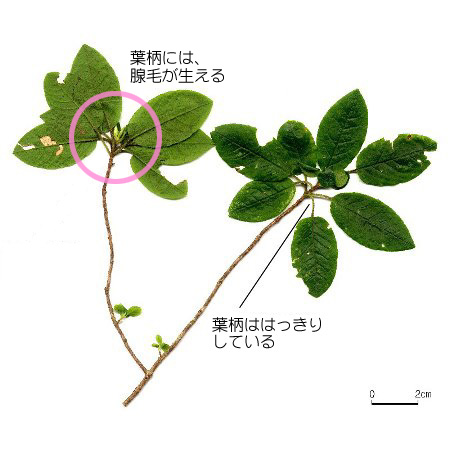 山採り　バイカツツジ バイカツツジ/山採り【現品発送】管理70428 - メルカリ