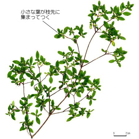 ウンゼンツツジ 六甲山系植生電子図鑑