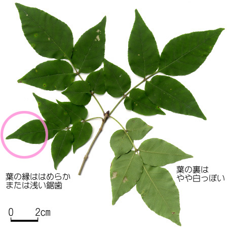 マルバアオダモ 六甲山系植生電子図鑑 マルバアオダモ 六甲山系植生電子図鑑