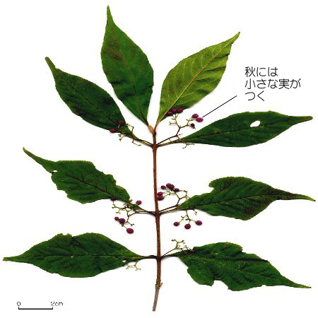 ムラサキしき 楽天市場】ムラサキシキブ 0.5m 10.5cmポット 30本 苗