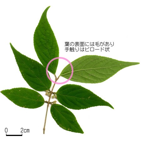ヤブムラサキ 【六甲山系植生電子図鑑】