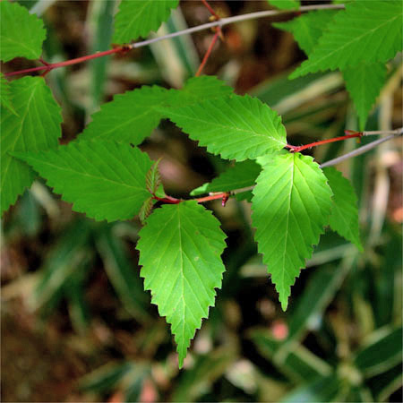 オトコヨウゾメ 【六甲山系植生電子図鑑】