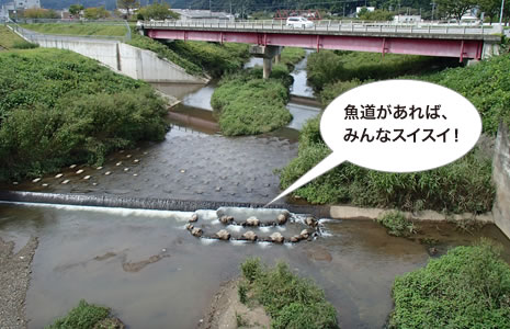 八代川が円山川に合流するところにつくった魚道