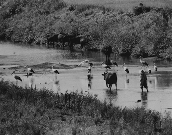 昭和35年（1965）の加陽（かや）地区の湿地（しっち）