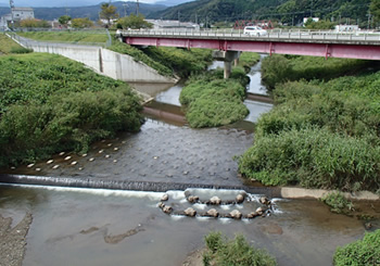 八代川の魚道