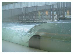 �K�i�������̃A���̑k���