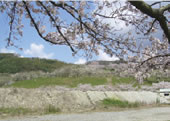排土跡地に広がる桜並木