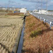 下ツ道
