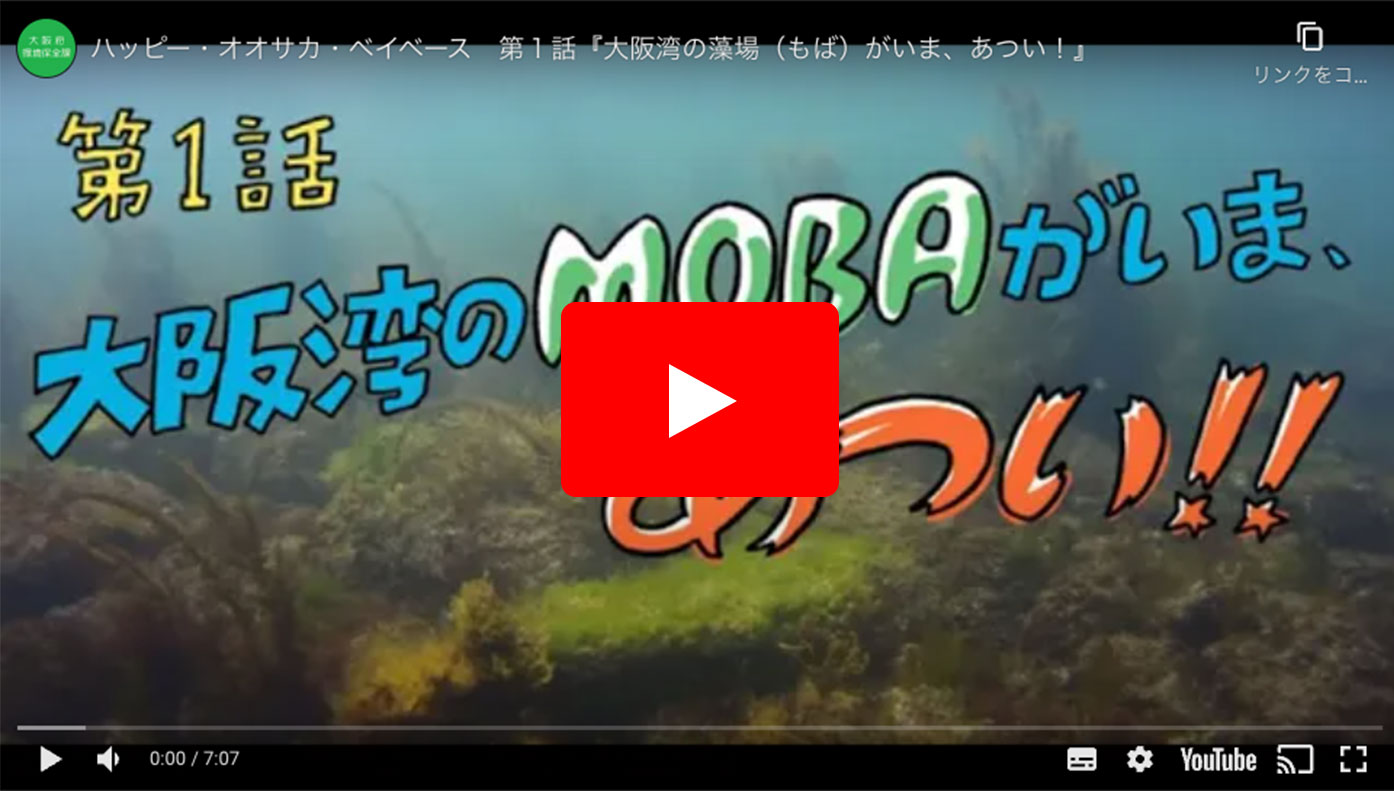 第１話　大阪湾のMOBA（藻場）がいま、あつい！！