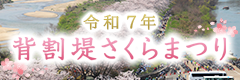 令和7年 背割堤さくらまつり
