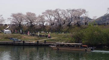 背割堤付近を航行する花見船