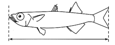 魚の大きさ