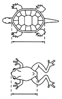 小動物の大きさ